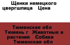 Щенки немецкого цвергшпица › Цена ­ 20 000 - Тюменская обл., Тюмень г. Животные и растения » Собаки   . Тюменская обл.